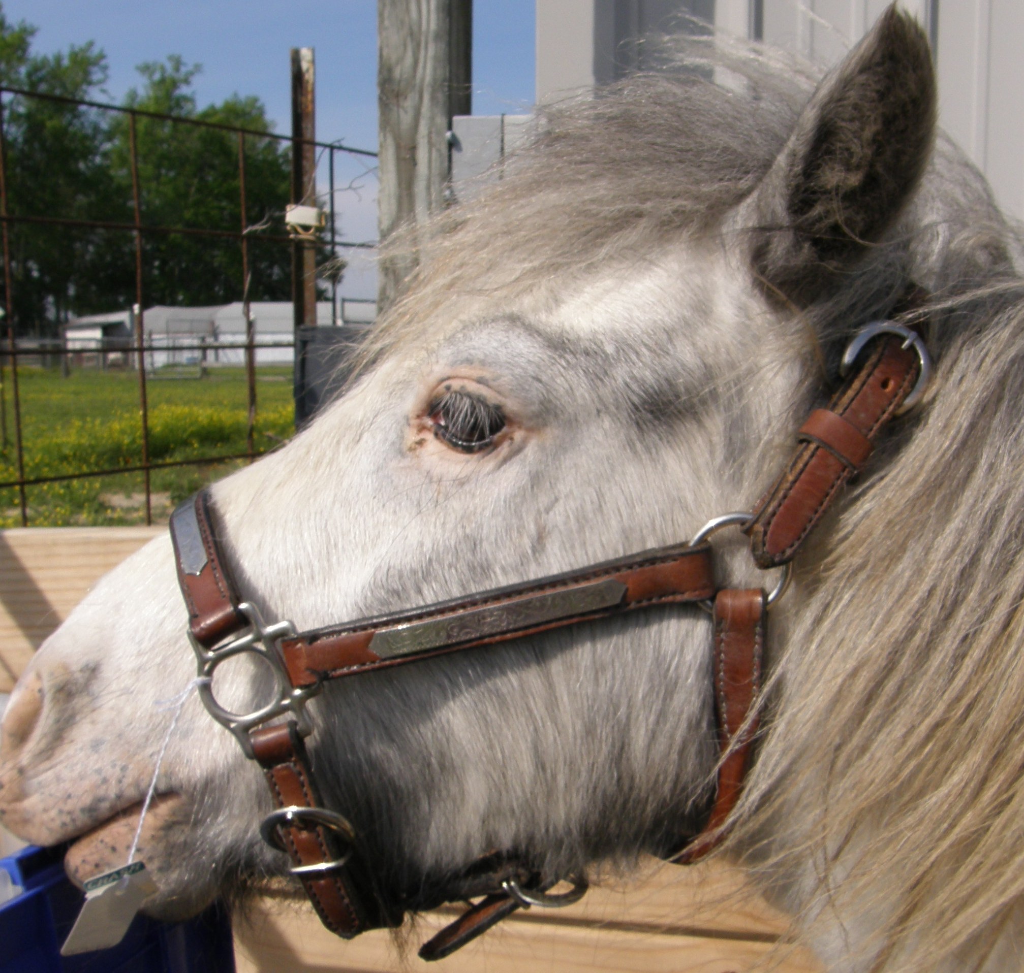 show halters foal mini